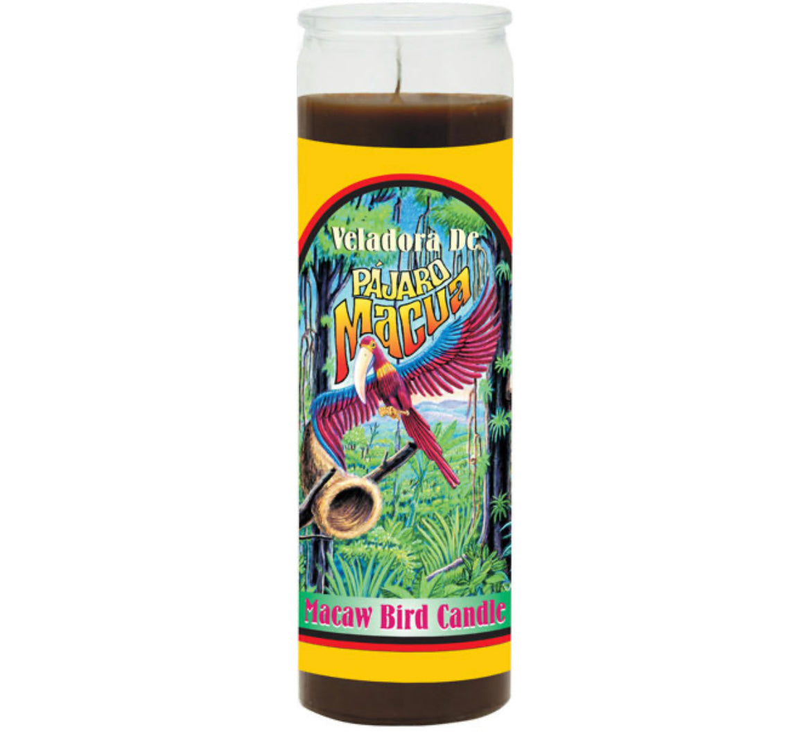 Macaw Bird