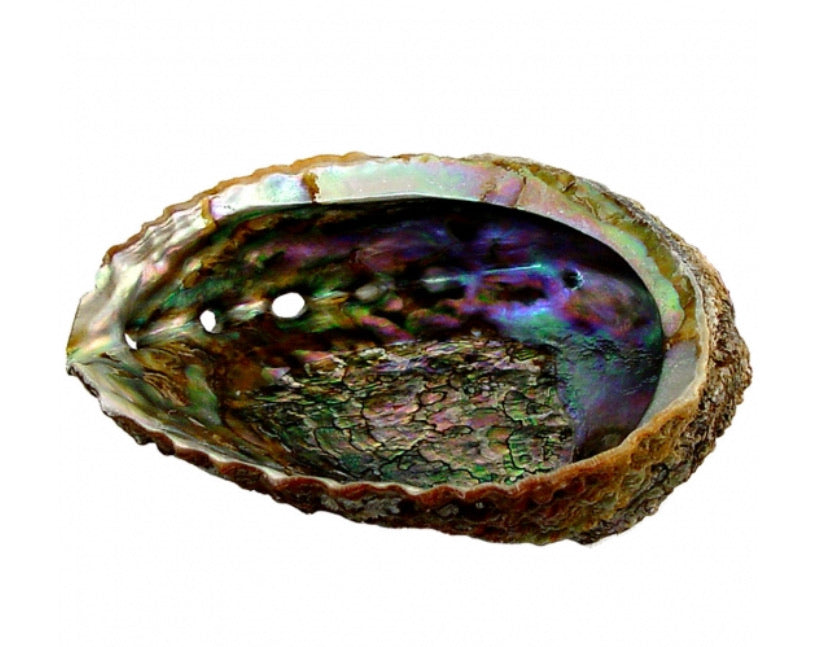 Abalone Shell