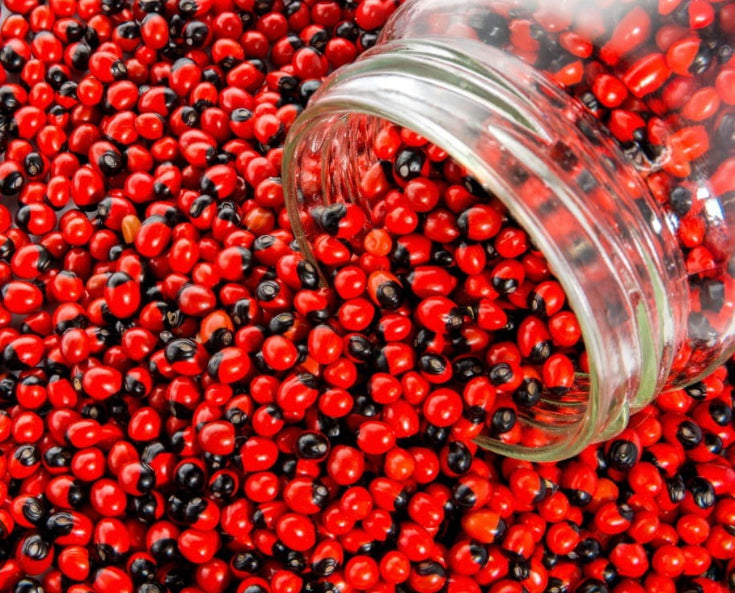 Peonia Seeds