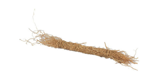 Patchouli Root